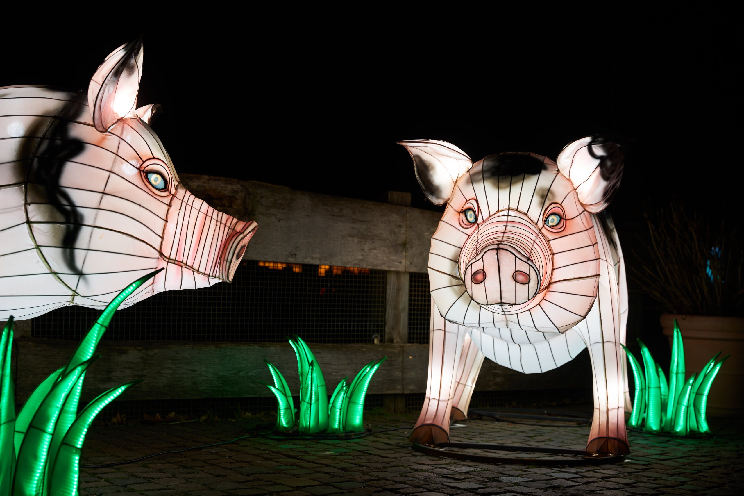 2024 01 03 Köln Zoo China Lights 1014